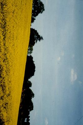 Photograph Colmans Mustard Production